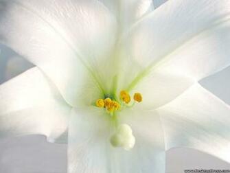Showing Gallery For White Lily Background