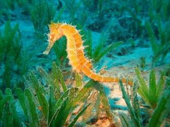 Seahorse Hippocampus Wallpaper Wallpaperesque