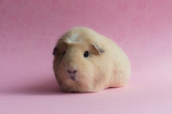 Animal Guinea Pig Wallpaper