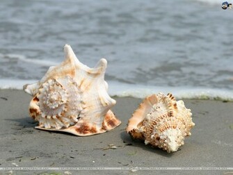 Seashells Wallpaper