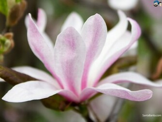 Magnolias Wallpaper