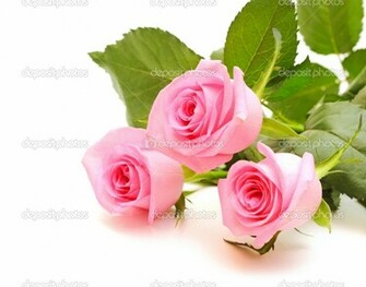 White And Pink Roses Background
