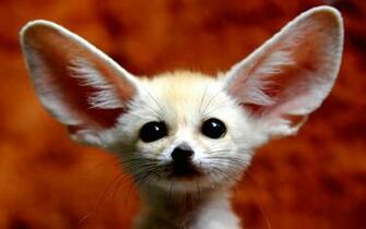 Pets Puppies Type Wallpaper For N Widescreen