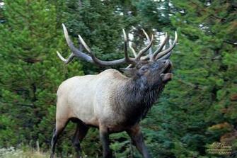 Bull Elk Fighting Wallpaper Bugling Letting
