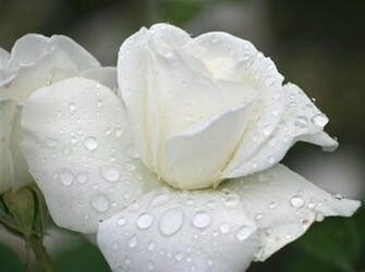 White Jpg