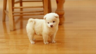 All Wallpaper Akita Puppies HD