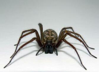 HD Cute Spider Wallpaper