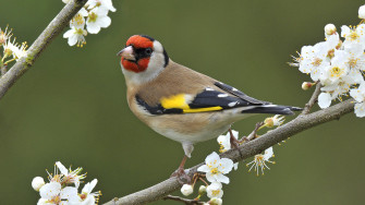 Bird Wallpaper