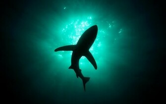 Shark Wallpaper Jpg