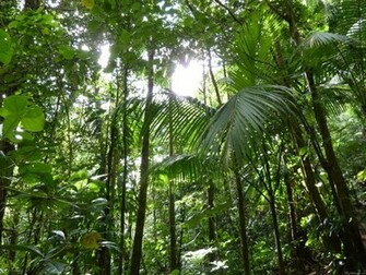 Rainforest Canopy Background Image Pictures Becuo