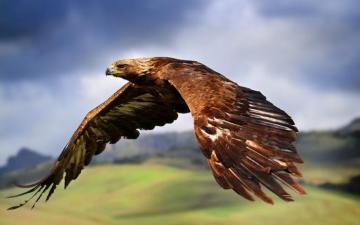 Golden Eagle HD Wallpaper And Background