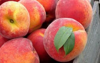 Peaches Wallpaper High Quality