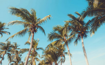 Tranquil Coconut Tree Paradise Wallpaper