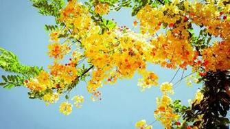 Summer Flowers Wallpaper Beautiful Desktop