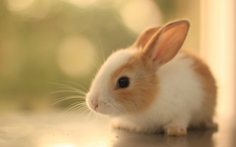 Cute Animal Wallpaper For Desktop