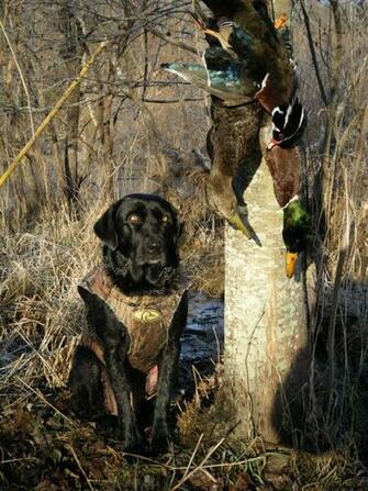 Pics Photos Duck Hunting Dog Wallpaper