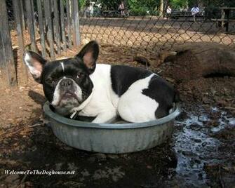 New French Bulldog Wallpaper For Desktop