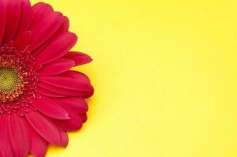 Pink Gerbera Daisy On Yellow Background Photograph