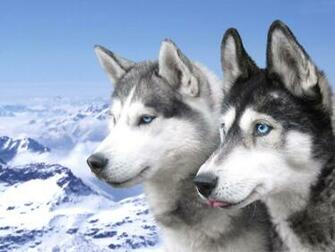 Htc First Husky Wallpaper New Phone