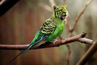 Tiger Budgie Parakeet Wallpaper And Stock Photos