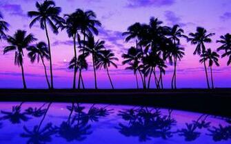 Fonds D Cran Palm