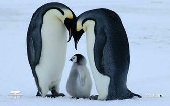 Cute Baby Penguins In Lov HD Wallpaper Background Image