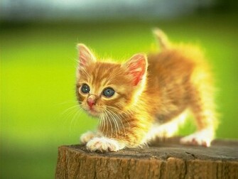 Cute Animals Wallpaper HD In Imageci