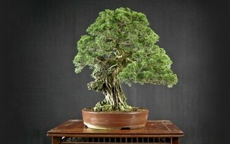 Bonsai Wallpaper