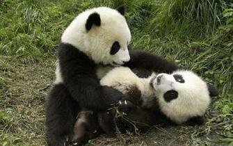 Baby Pandas Wallpaper