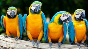 Macaw Parrot HD Wallpaper Photosjunction