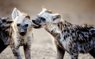 Hyena HD Desktop Wallpaper 7wallpaper Net