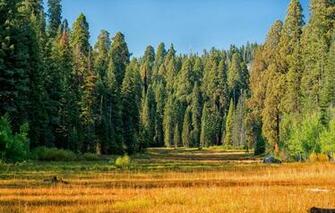Wallpaper Autumn Forest Grass The Sun Trees Usa Yellow