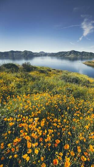 Wallpaper Of The Month Spring Wildflowers