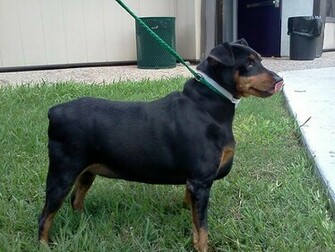 Miniature Pinscher Wallpaper Apps Directories