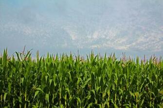 Illinois Corn Field Wallpaper