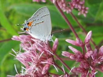 Beautiful Wallpaper For Desktop HD Butterfly