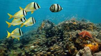 World Oceans Day Wallpaper