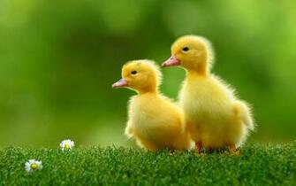 Animals Image Ducklings HD Wallpaper And Background