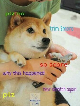 Shibe Dog Memes Wow Comics And