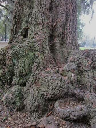 Gnarled Oak Tree Roots By Graceofbass