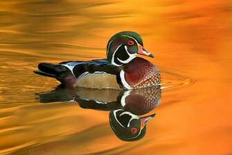 Wood Duck Wallpaper