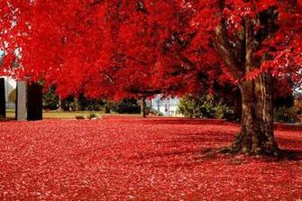 Brilliant Red Olympia Washington Wallpaper HD