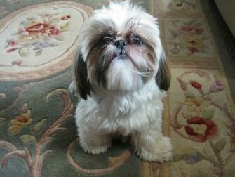 Shih Tzu Dog On The Carpet Photo And Wallpaper Beautiful