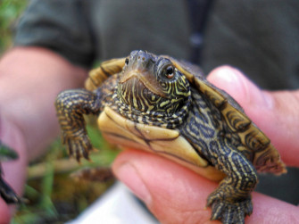Cute Turtle Wallpaper