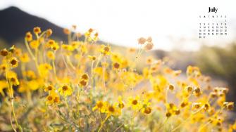 July Calendar Wallpaper Best Styles For Your Desktop Or Phone