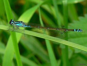 Let Start Damselfly