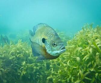 Bluegill In Rock Quarry Image Improvement Center Wetpixel