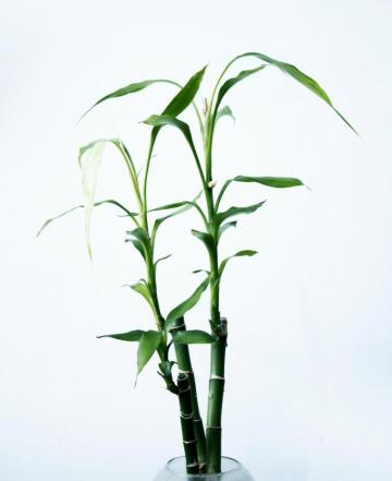 Bamboo Pictures Image Stock Photos