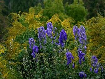 Beautiful Gardens Wallpaper