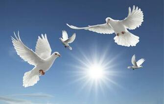 Dove Wallpaper Bird Birds Wedding Doves